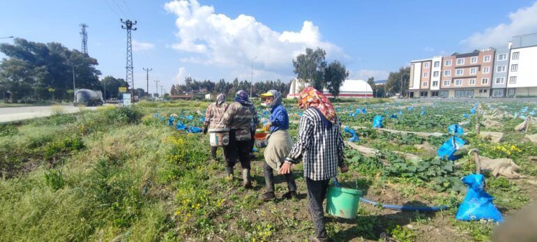 Deprem bölgesinde mevsimlik tarım işçisi kadın olmak:
